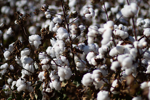 istock Cotton Field in full bloom awaiting harvest 2242619828