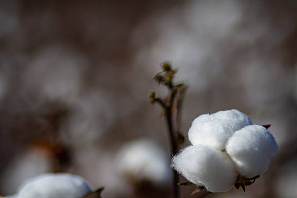 istock Cotton Field in full bloom awaiting harvest 2242619889