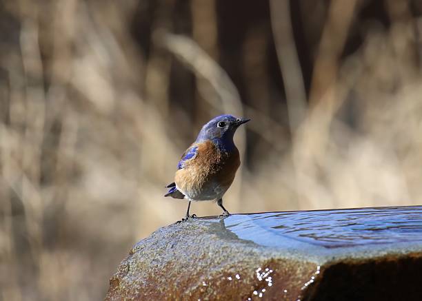 Western Bluebird (female) (sialia mexicana) perched on the edge of bird bath
