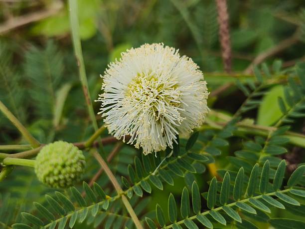 istock Leucaena leucocephala plant flower 2242621346