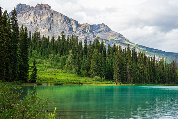 Scenic mountain lake surrounded by evergreen trees and a rocky mountain. Emerald Lake, BC