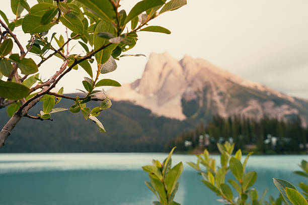 Mountains tower behind the tranquil turquoise lake, leaves frame view Emerald Lake, BC