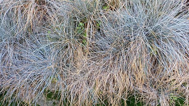 istock Close-up of green plants. Backgrounds. Text space. 2242622545