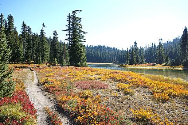 Gifford Pinchot National Forest