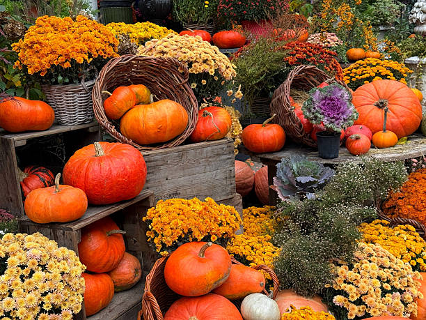 istock Pumpkins, chrysanthemum flowers, cabbage vegetables autumn decoration. 2242623144