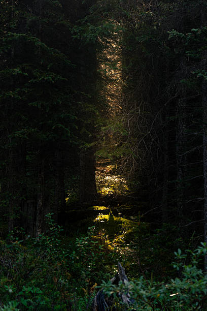 istock A beam of light shines through the dark forest, illuminating the undergrowth. 2242623444