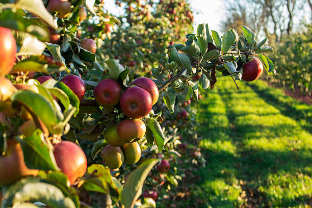 istock An autumn apple orchard in northern Moldova before harvest. 2242624530