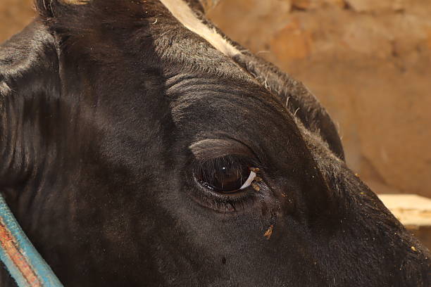 istock Flies cluster around a cow’s eye, seeking moisture from its tears, causing distress. This scene highlights animal hygiene issues affecting health, milk yield, and meat production. Housefly 2242624747