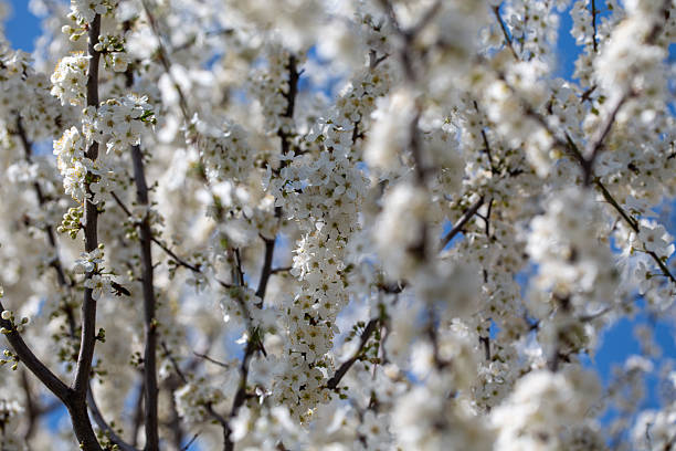 istock Blooming tree branches against clear blue sky. Spring, nature, freshness and calmness. 2242625020