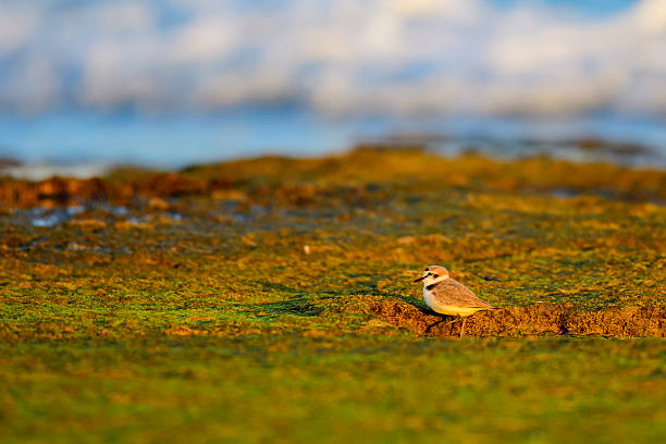 Kentish Plover or Charadrius alexandrinus, looking for food