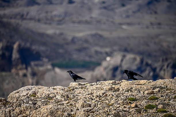 Great raven or Corvus corax standing in the mountains