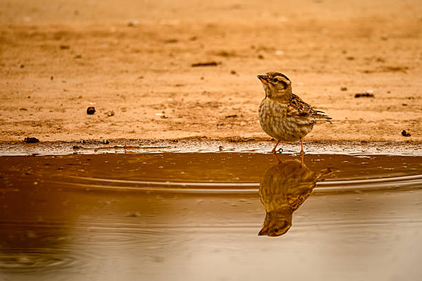 Whooping Sparrow or Petronia petronia, reflected in the spring.