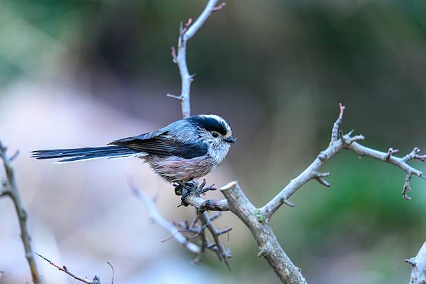 istock Myth or Aegithalos caudatus, perched on a twig. 2242625538