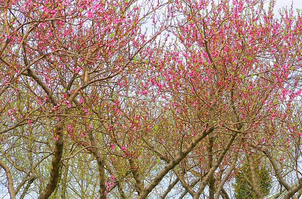 A dense grove of trees bursts with pink blossoms amid a backdrop of bare branches in Lawrence County, Pennsylvania. Captured in early spring, the scene evokes themes of seasonal renewal, botanical rhythm, and rural beauty. The contrast between blooming and dormant trees highlights nature’s layered choreography. Lawrence County, Pennsylvania, USA April 23, 2016