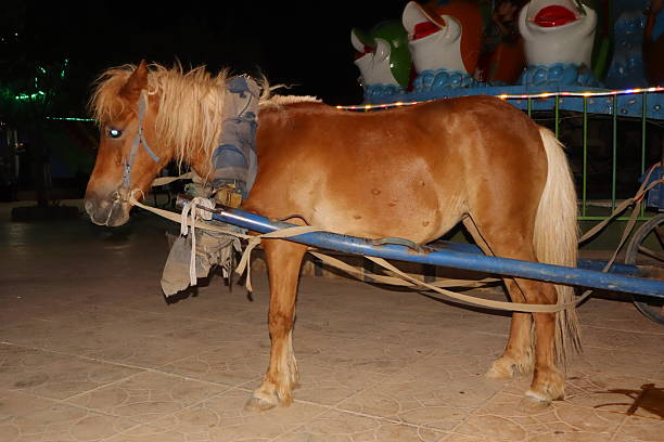 Hardworking pony pulling a heavy cart with people for leisure rides at night. This scene highlights animal labor raising awareness about ethical treatment. Useful for documentary, animal rights topics