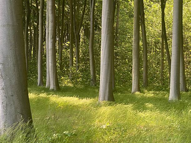 istock Windy golden grass. Togetherness among trees. 2242627189
