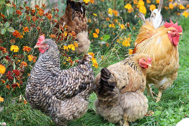 istock Group of four chickens outdoors in grassy field 2242628704