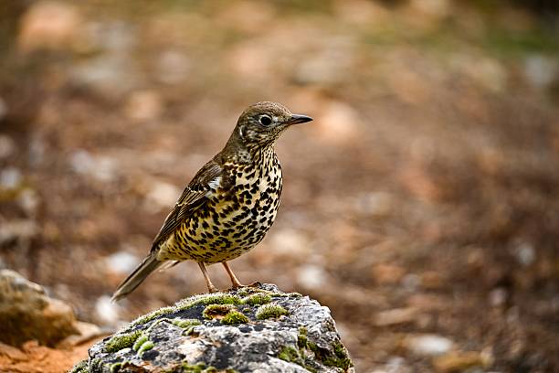 istock Common Thrush or Turdus viscivorus, perched on a rock. 2242628859