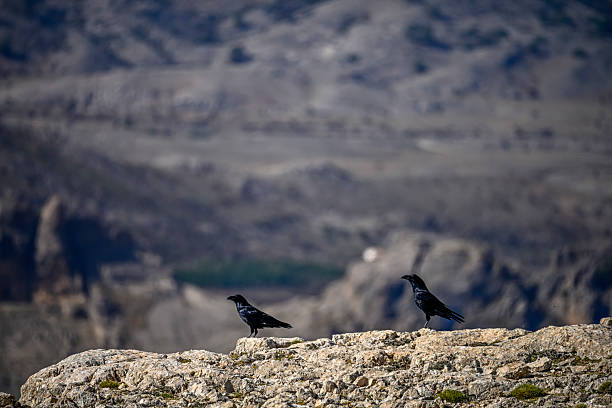 Great raven or Corvus corax standing in the mountains