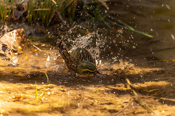 istock Common Bunting or Emberiza cirlus, preparing its bath. 2242628916