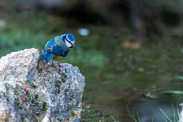 Blue Tit or Cyanistes caeruleus, perched on a stone
