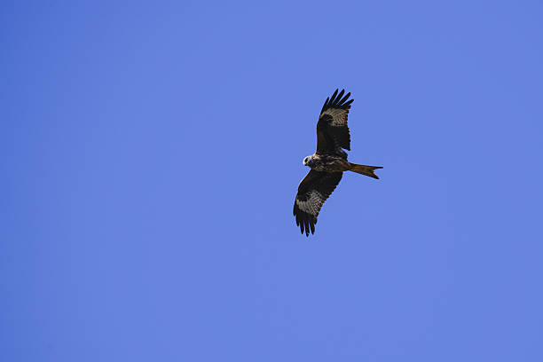 istock Red kite soaring against a vibrant blue sky 2242628929