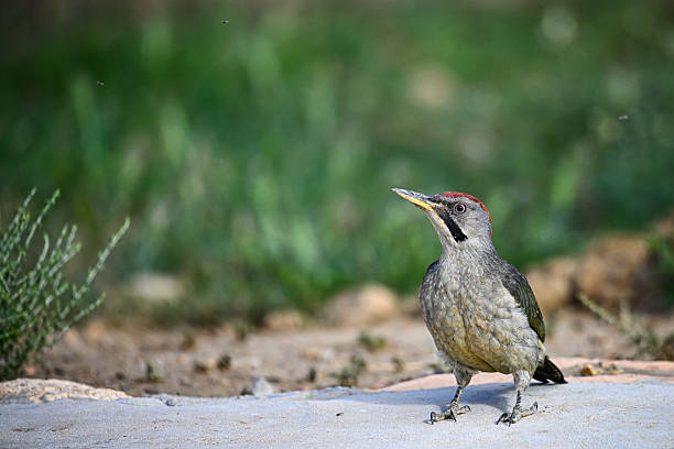 istock Great Spotted Woodpecker, perched on the ground. 2242628982