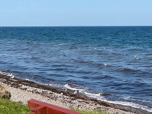 istock Seagull sea.  Wind turbines in the horizon. 2242630497