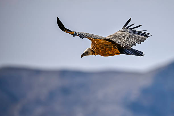 istock Griffon Vulture or Gyps fulvus in flight. 2242631525