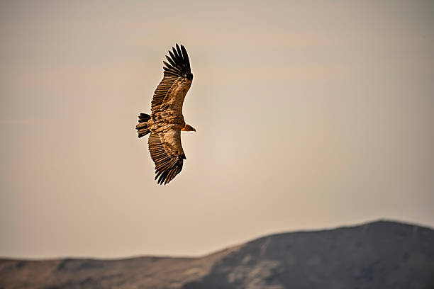 istock Griffon Vulture or Gyps fulvus in flight. 2242631655
