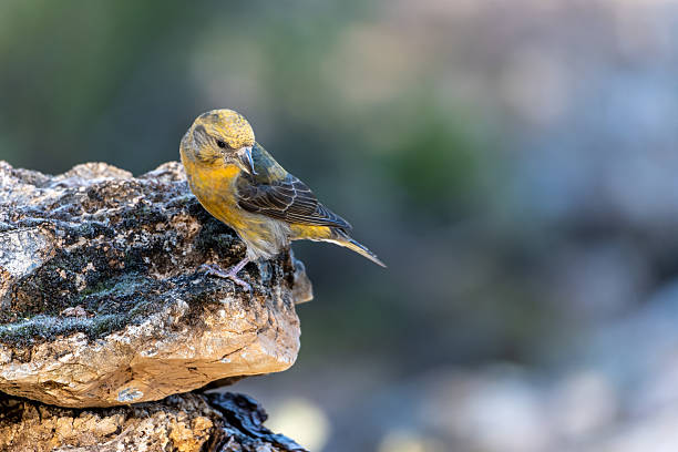 istock Crossbill or Loxia curvirostra, perched on a rock. 2242631667
