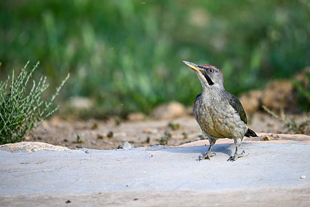 istock Great Spotted Woodpecker, perched on the ground. 2242631674