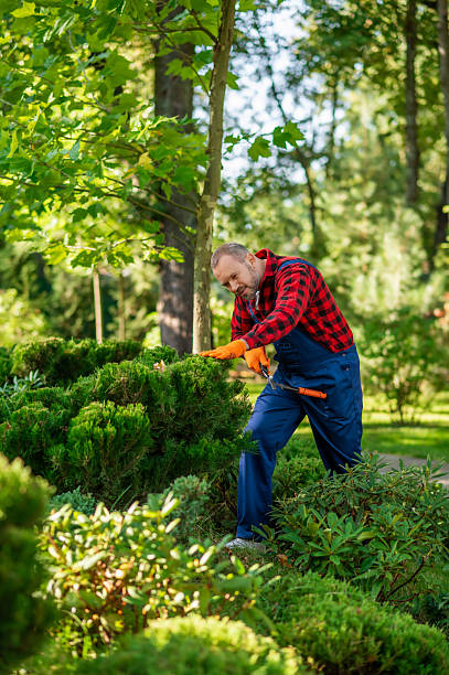istock Maintenance worker trimming bushes making green exterior design 2242631797