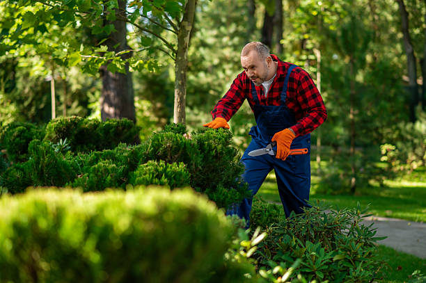 istock Landscaping staff managing outdoor greenery 2242631801