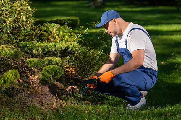 istock Gardener planting new flowers in soil during landscaping work 2242631894