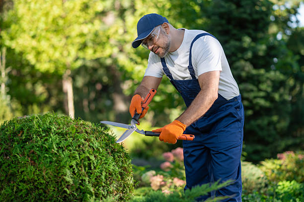 istock Gardener working outdoors maintaining healthy garden area 2242632112