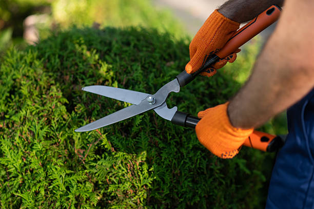 istock Gardener working outdoors maintaining healthy garden area 2242632120