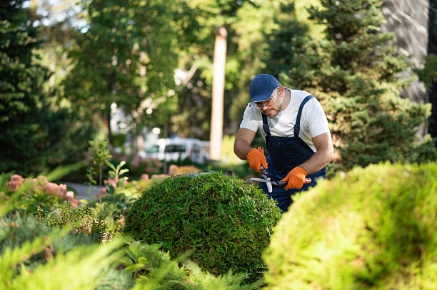 istock Man worker trimming greenery in landscaped yard of modern architecture complex 2242632139