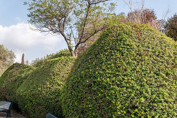 Tall, carefully trimmed shrubs fill the scene, providing a vibrant green backdrop in a serene public park. A tree can be seen peeking over the bushy greenery, enhancing the tranquil setting.