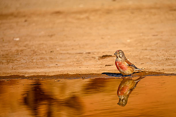 Linnets on a sedum field at sunset