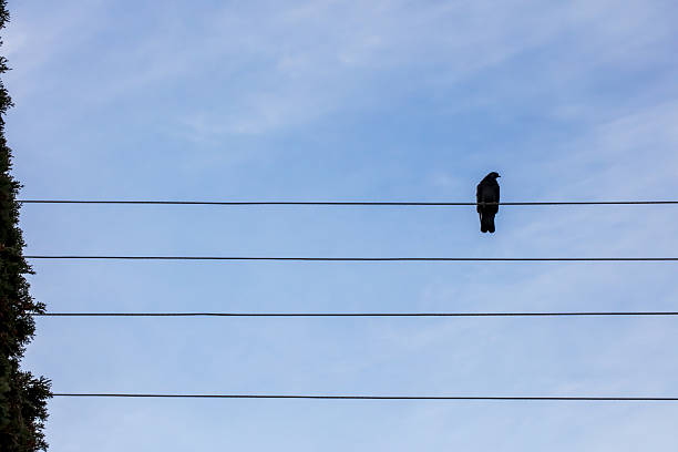 A lone bird sits quietly on a power line, silhouetted against a bright blue sky. The scene captures a peaceful moment in a suburban area. Looks like a note on a staff notation.