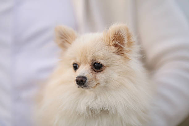 istock Cute cream pomeranian dog looking to the side 2242635446