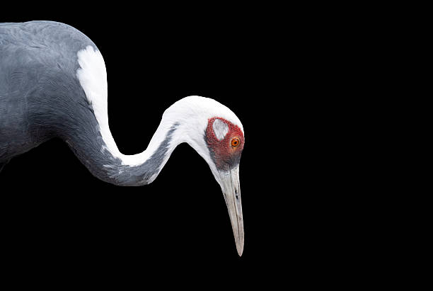 istock A close-up photo of a heron 2242635730
