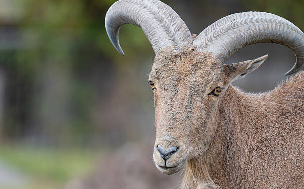 istock photo of a mountain goat 2242636546