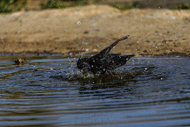 istock Common Starling bathing in a water pond with splashing droplets 2242637702