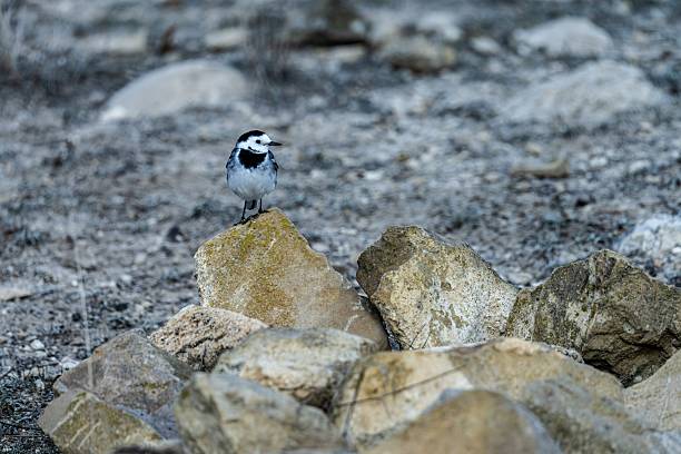 A white wagtail (Motacilla alba) perches on a rock in an arid landscape, its black-and-white plumage contrasting with the earthy tones.