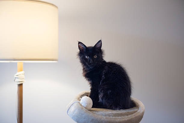 A fluffy black kitten sitting in a white cat bed next to a lamp, illuminated by warm indoor light in a peaceful home setting.