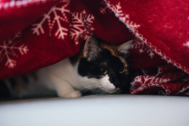 Adorable domestic cat resting under a warm red winter blanket with snowflake pattern. Perfect cozy Christmas or winter-themed image representing comfort, relaxation, and home warmth.