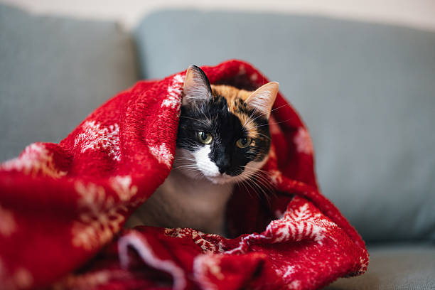 Cute calico cat snugly wrapped in a red Christmas blanket while sitting on a gray couch, symbolizing warmth and home comfort.