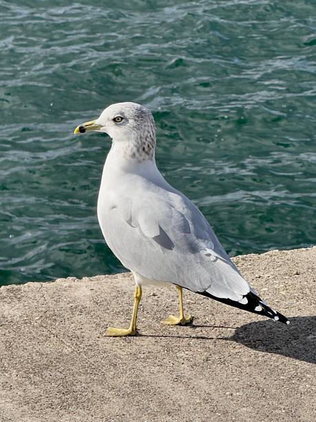 A ring-billed seagull stands on the edge of a cement pier on Collingwood Harbour on a sunny day